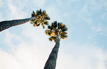 palm trees, blue, sky, clouds, sunshine, summer, vacation, tropical, travel