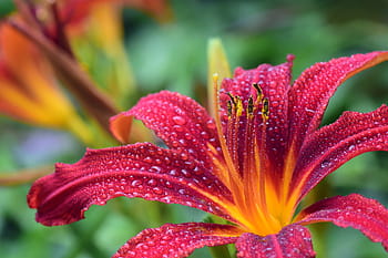 rózsaszín, virágos virágok, víz, cseppek, liliom, piros, virágzik, virágzás, daylily, nedves, csöpög