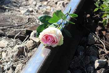 růžový, bílý, růže, Šedá, tyč, během dne, zastavit teenager sebevraždu, bílá růžová růže, železnice, zastavit sebevraždu studenta, zastavit sebevraždu mládeže