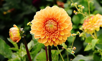 mělký, zaostřovací fotografie, oranžový, květ, během dne, jiřina, jiřiny, podzim, asteraceae, květinová zahrada, okrasné květiny