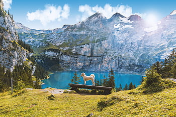 犬、 立っている、 ベンチ、 直面している、 湖、 囲まれた、 山々、 エシネン湖、 スイス、 風景、 夏
