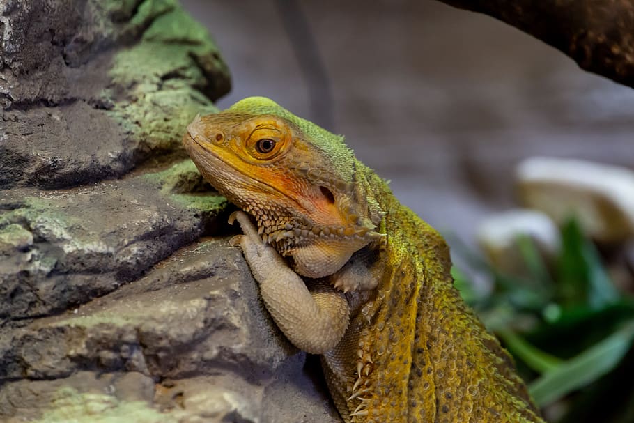 bearded dragon, australian dragon, reptile, australian, lizard, wild, species, dragon, scale, reptilian, frilled