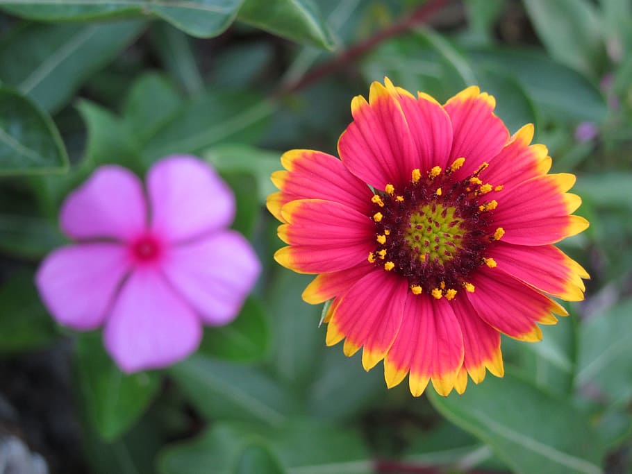 Penghu, Indian Blanket, Flower, indian blanket flowers, petal, flower head, pink color, fragility, beauty in nature