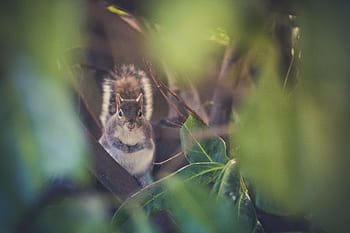 veveriță pe plante, natură, frunze, verde, pădure, veveriţă, animal, animale sălbatice, animale în sălbăticie, drăguţ, în aer liber