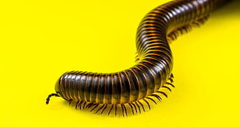 stonožky, členovců, obří tausendfüßer, obří stonožky, myriapoda, arthropoda, červ