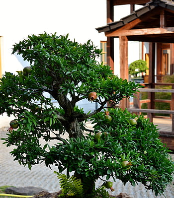 bonsai, pomegranate tree, japanese garden