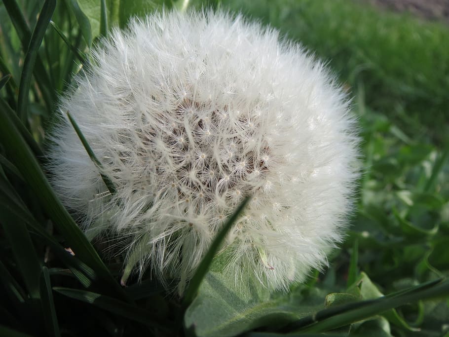 taraxacum sect ruderalia, dandelion, blowball, wildflower, clock, flora, inflorescence, seeds, botany, plant