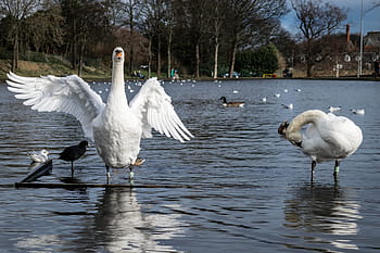 Swans, Pond, Lake, Stretching, Wing, water, bird, nature, wildlife, animal, white