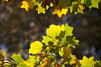 autumn, autumn leaves, maple, landscape, the leaves, leaves, nature, sunshine, leaf, wood, plata one