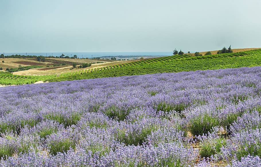 lavender field, mediterranean, lavender, purple, field, fragrance, agriculture, landscape, aroma, fragrant, flowers
