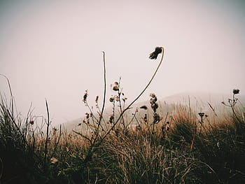 grass field, graysky, grass, field, black, brown, flowers, pink, nature, landscape, outdoors