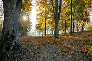 podzim, túra, tuttlingen, honování hory, honování hradu, Německo, Evropa, cestovat, Dovolená, listopad, Příroda