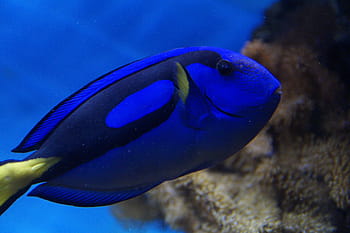 modré tang ryby, Ryba, surgeonfish, modrý, plavat, akvárium, meeresbewohner, voda, moře, hračka, pod vodou