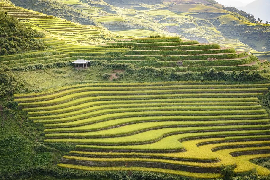 terraces, cooked rice, sunset, vietnam, dien bien, south east asia, rice