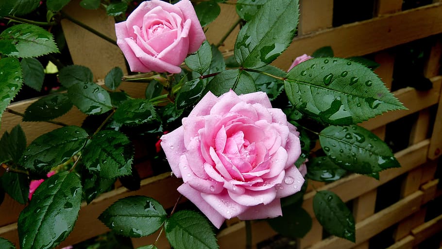 due rose rosa, rosa, gocce di pioggia, traliccio