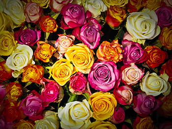 orange, yellow, pink, flowers, roses, bouquet of roses, bouquet, white, orange roses, red, rose bloom