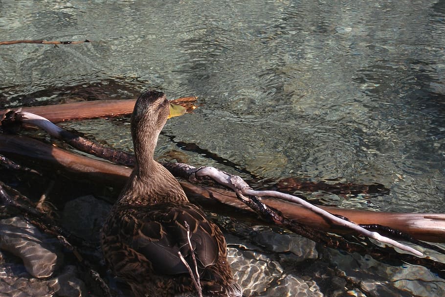 duck, mountain stream, nature, flow, bach, murmur, water running, beaded, nature reserve, charming, alpine walk