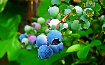 african american, fruct, a închide, natură, grădină, tufiș, vitamine, eco-friendly, natural, mâncare, alimente