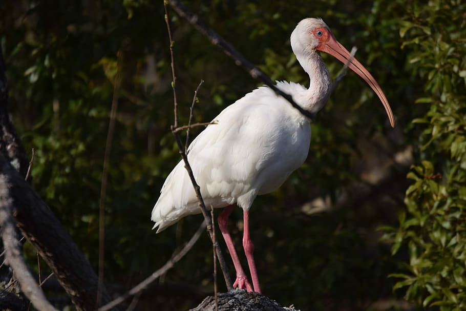 ibis, pták, les, volně žijících živočichů, Příroda, zvířat, zvířata ve volné přírodě, jednoho zvířete, čáp