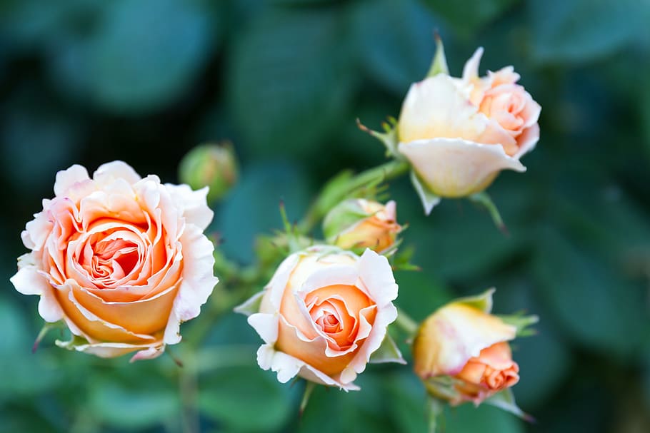 orange, closeup, photography, Roses, Beige, Gentle, Flora, spring flowers, flowers, day, green background