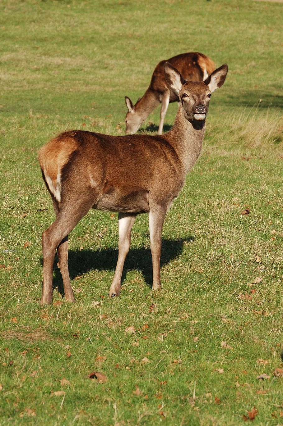 Red Deer, Cervus Elaphus, deer, richmond park, wildlife, hind, grass, animal themes, animal wildlife, animals in the wild, full length