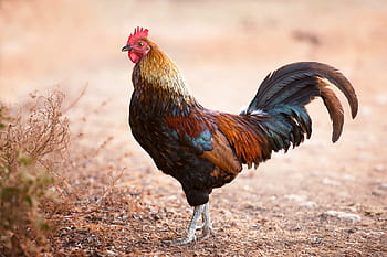 Hahn, pui, păsări de curte, pasăre, fermă, animal, creastă de cocoş, penaj, masculin, Gockel