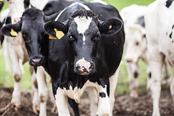 shallow, focus photography, white, black, cow, animal, milk, farm, ears, herd, spot