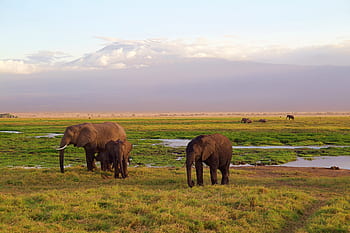 elephants, family, africa, park, national park, safari, kenya, animal world, wilderness, landscape, nature