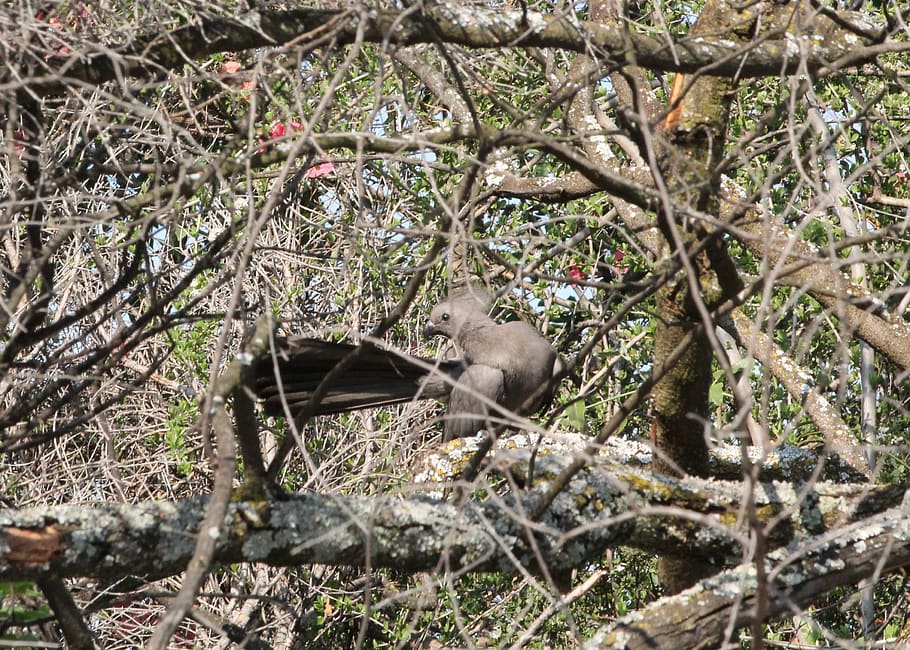 zvíře, pták, šedá lourie, volně žijících živočichů, Příroda, kůra stromu, preening, Jižní Afrika