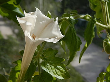datura bianca, fiore, le foglie, foglie verdi, avvicinamento, natura, foglia, pianta, petalo