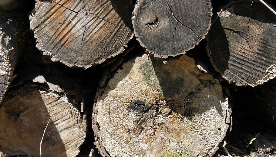protokoly, dřevo, střih, Příroda, recyklace, kruh, trhliny, protokolování, nakrájený, rozřezaný, starý