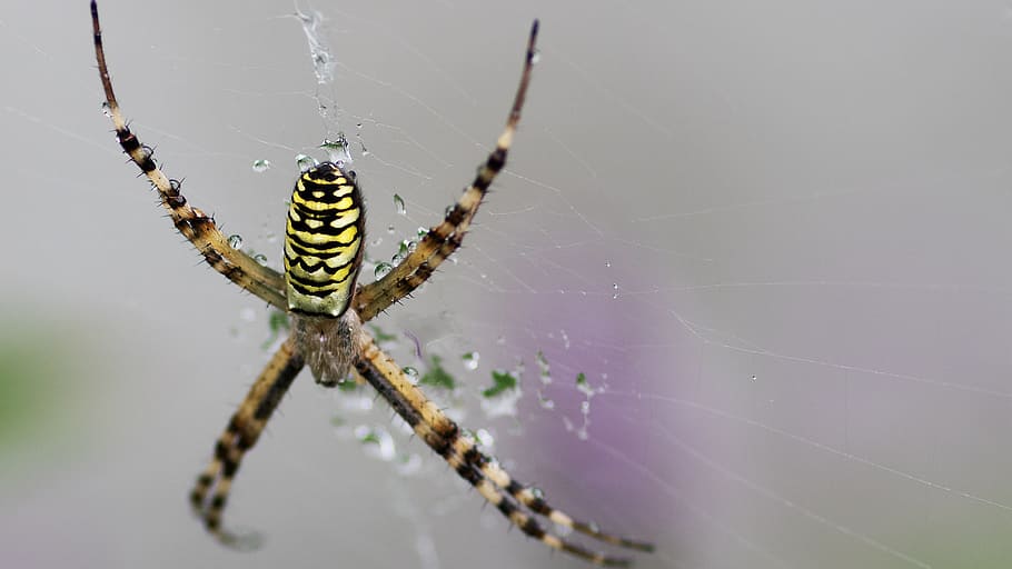 pavouk, argiope bruennichi, sršeň argiope, argiope fasciée