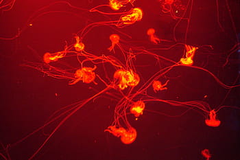 jellyfish, sea, water, underwater world, aquarium, zoo, animals, red, light, tentacle, movement