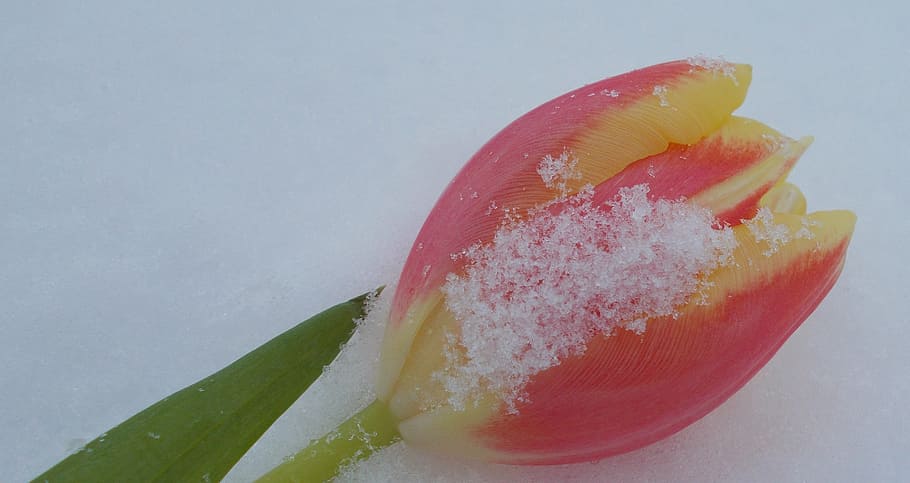 tulip in the snow, romantic, tulip, love