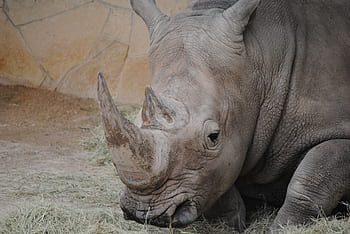 rhino, gray, animal, mammal, rhinoceros, horn, wildlife, wild, nature, grey, africa
