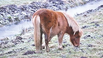 brown, four-legged animal, grass land, donkey, animal, farm, grass, herbivore, hair, animal themes, one animal