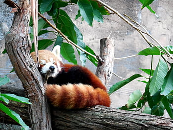 raccoon, sitting, tree trunk, Red Panda, Cute, cute red panda, panda, red, animal, wildlife, adorable