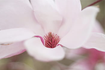 selective, focus photography, pink, petaled flower, shallow, focus, photography, flower, fragility, petal, pink color