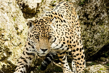 nærbilde fotografering, leopard, dagtid, jaguar, katt, stor katt, undersøkelses, dyrehage, Tiergarten, farlig, jakt