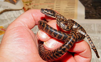 la personne, en portant, marron, noir, serpent, bébé serpent, tapis en python, 1 jour, fraîchement éclos, reproduction