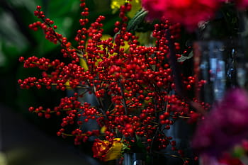 rojo, serbal, arreglo colorido, flores, colorido, arreglo, flora, amarillo, ramo, bonita, composición