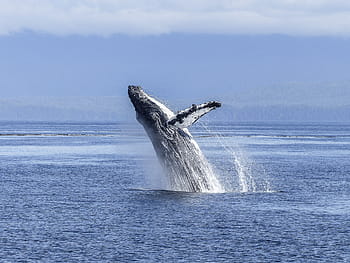white, black, whale, body water, daytime, natural spectacle, nature, mammal, animal, wildlife, jumping