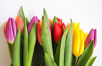 assorted-color tulip flower bouquet, green, leaf, colorful, flowers, tulip, nature, plants, bouquet, flower, springtime