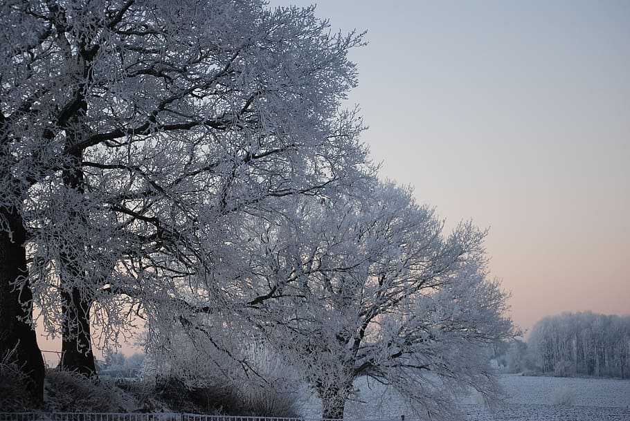 nature, ice, tree, winter, gel, cold, trees, landscapes, frost, snow