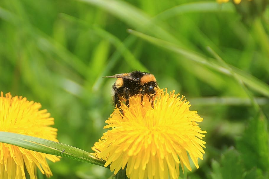 dandelion, taraxacum, ruderalia, taraxacum sect ruderalia, weed, pointed flower, composites, inflorescence, common dandelion, hummel, bombus