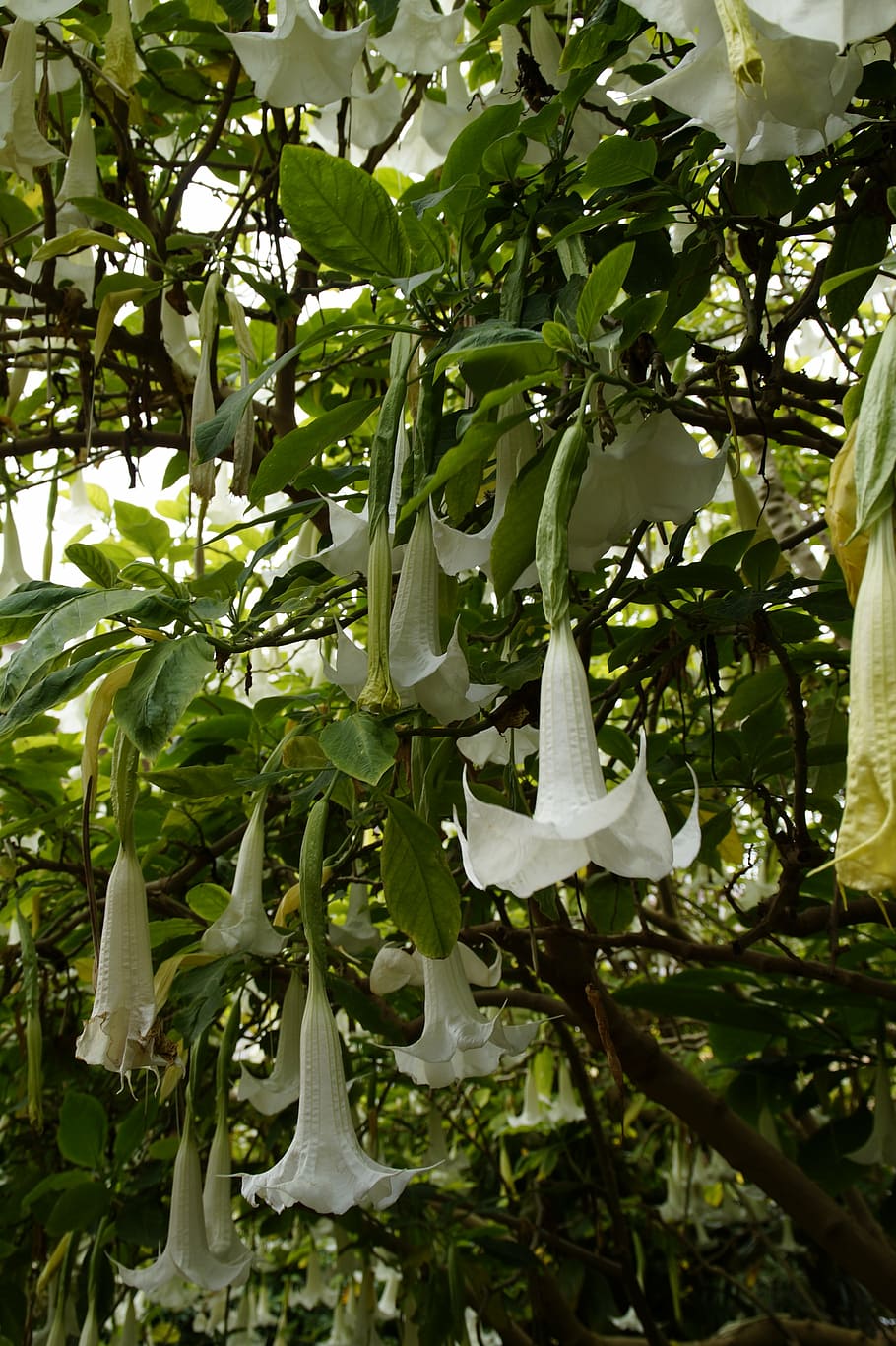 catalpa, květiny, květ, bignoniaceae rostliny, strom, okrasný strom, mírně toxický, bílý, okrasné rostliny, bílý květ, letní