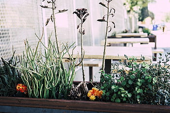 blomster, planter, blomsterpotte