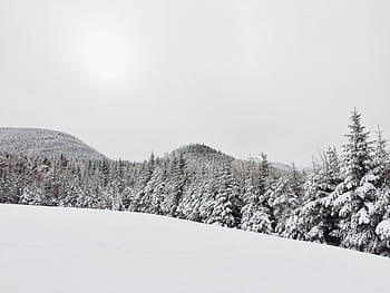 alberi di pino, coperto, la neve, inverno, montagna, albero, pianta, natura, all'aperto, viaggio, bianco e nero