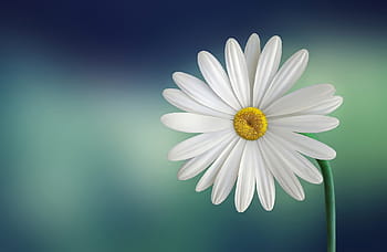bílý, fotografie sedmikrásky makro, kopretina, sedmikráska, Krásná, krása, květ, kvetoucí, modré pozadí, botanický, botanika