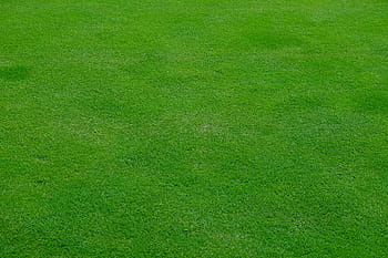 green grass field, rush, meadow, grass, green, spring, halme, lawn mowing, mow, lawn mower, english lawn